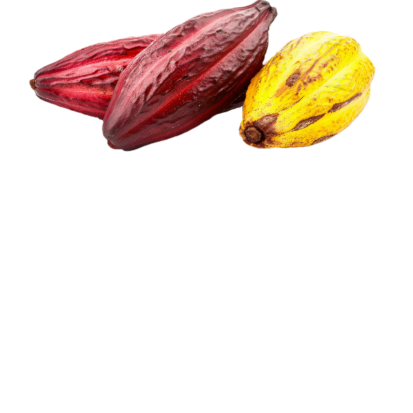 Cacao-2